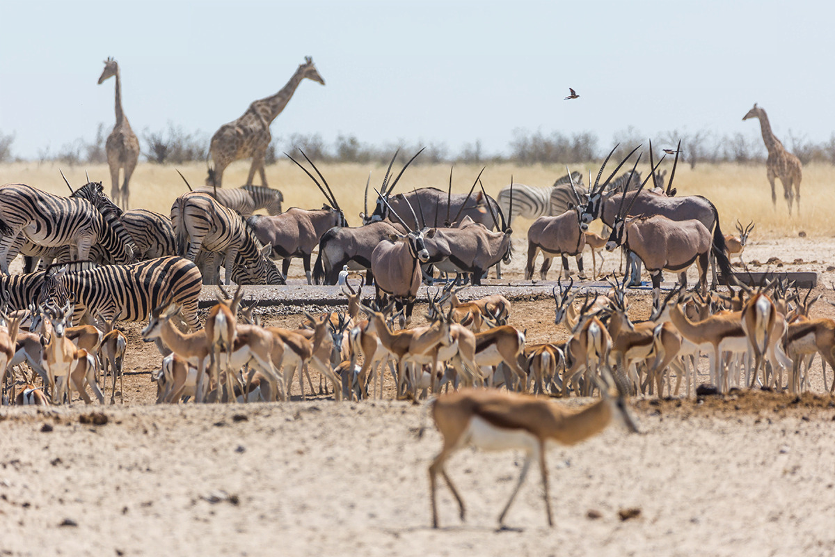 Namibia Launches First Seed Bank for Biodiversity Protection - Afrika ...